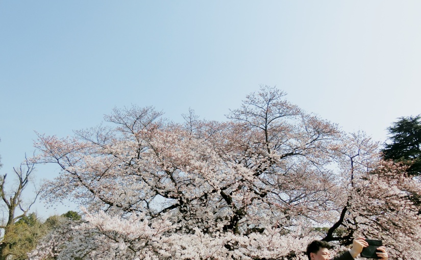 Sakura Hunting